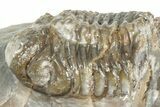Three Colorful Phacopid (Austerops) Trilobites - Jorf Morocco #329072-4